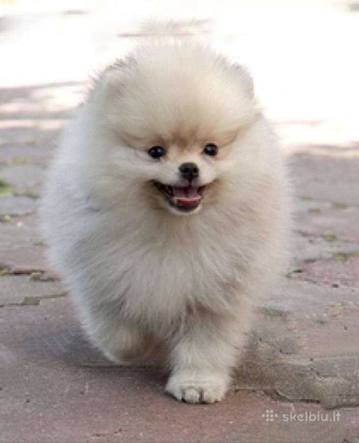 Nykštukiniai Pomeranian špiciukai - nuotraukos Nr. 6