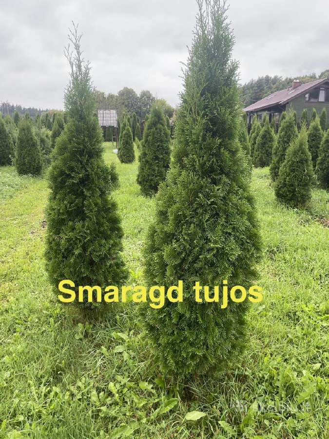 Aukštos Smaragd, koloninės, Brabant tujos - nuotraukos Nr. 2