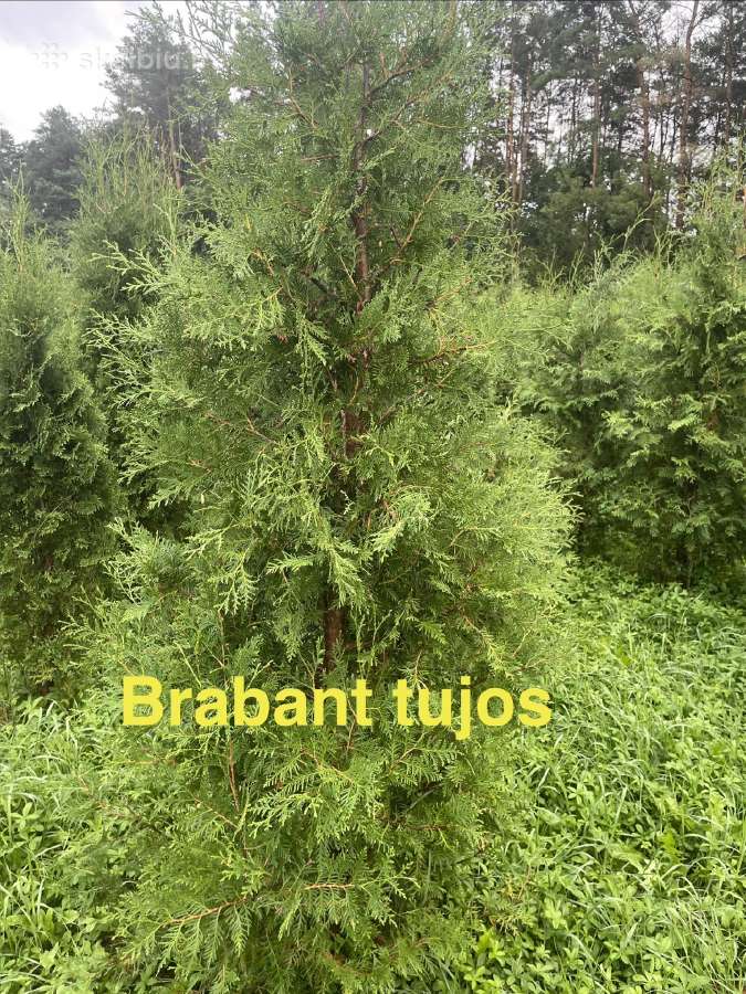 Aukštos Smaragd, koloninės, Brabant tujos - nuotraukos Nr. 3