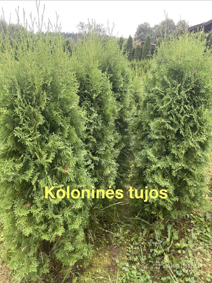 Aukštos Smaragd, koloninės, Brabant tujos - nuotraukos Nr. 4