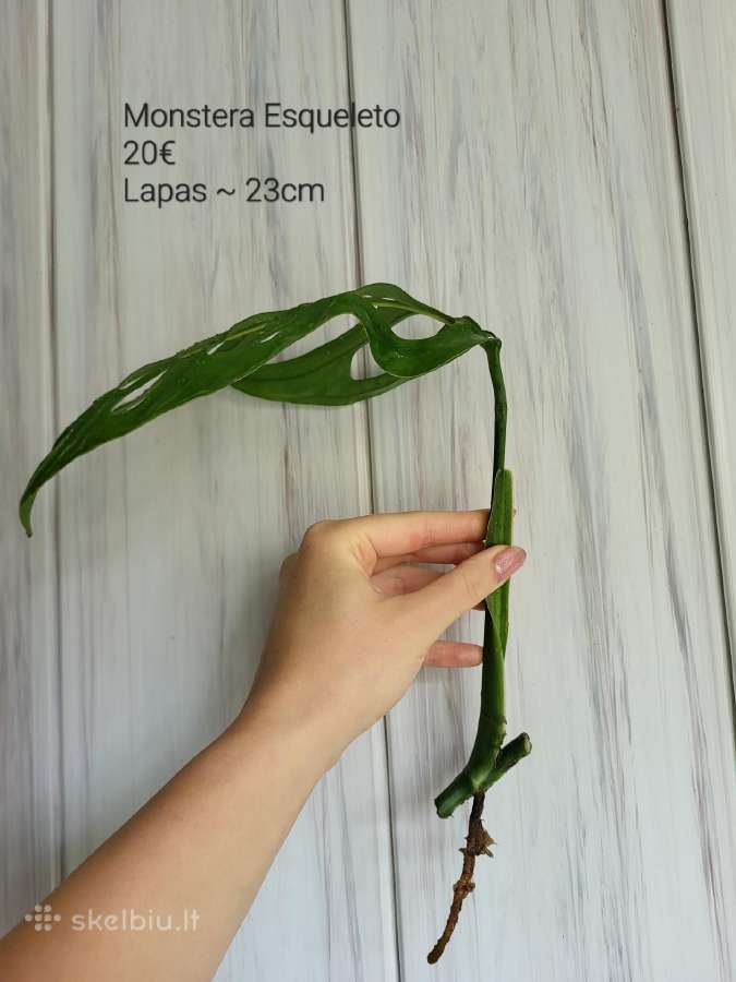 Monstera Esqueleto karpiniai - nuotraukos Nr. 5