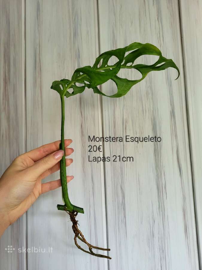 Monstera Esqueleto karpiniai - nuotraukos Nr. 4