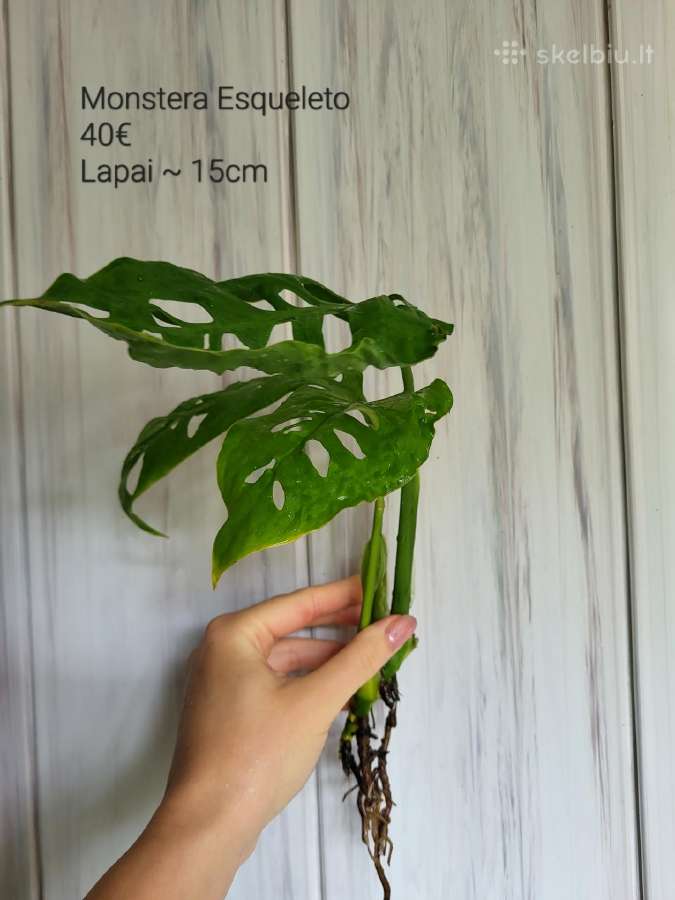 Monstera Esqueleto karpiniai - nuotraukos Nr. 3
