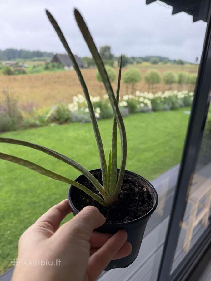 Aloe vera vaistinio augalo mažyliai - nuotraukos Nr. 2
