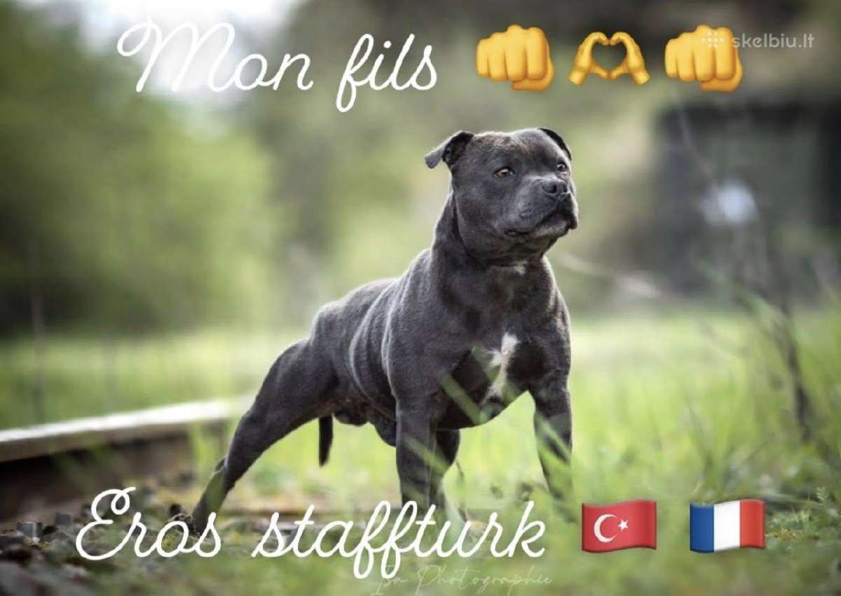 Stafordsyro bulterjerai - nuotraukos Nr. 6