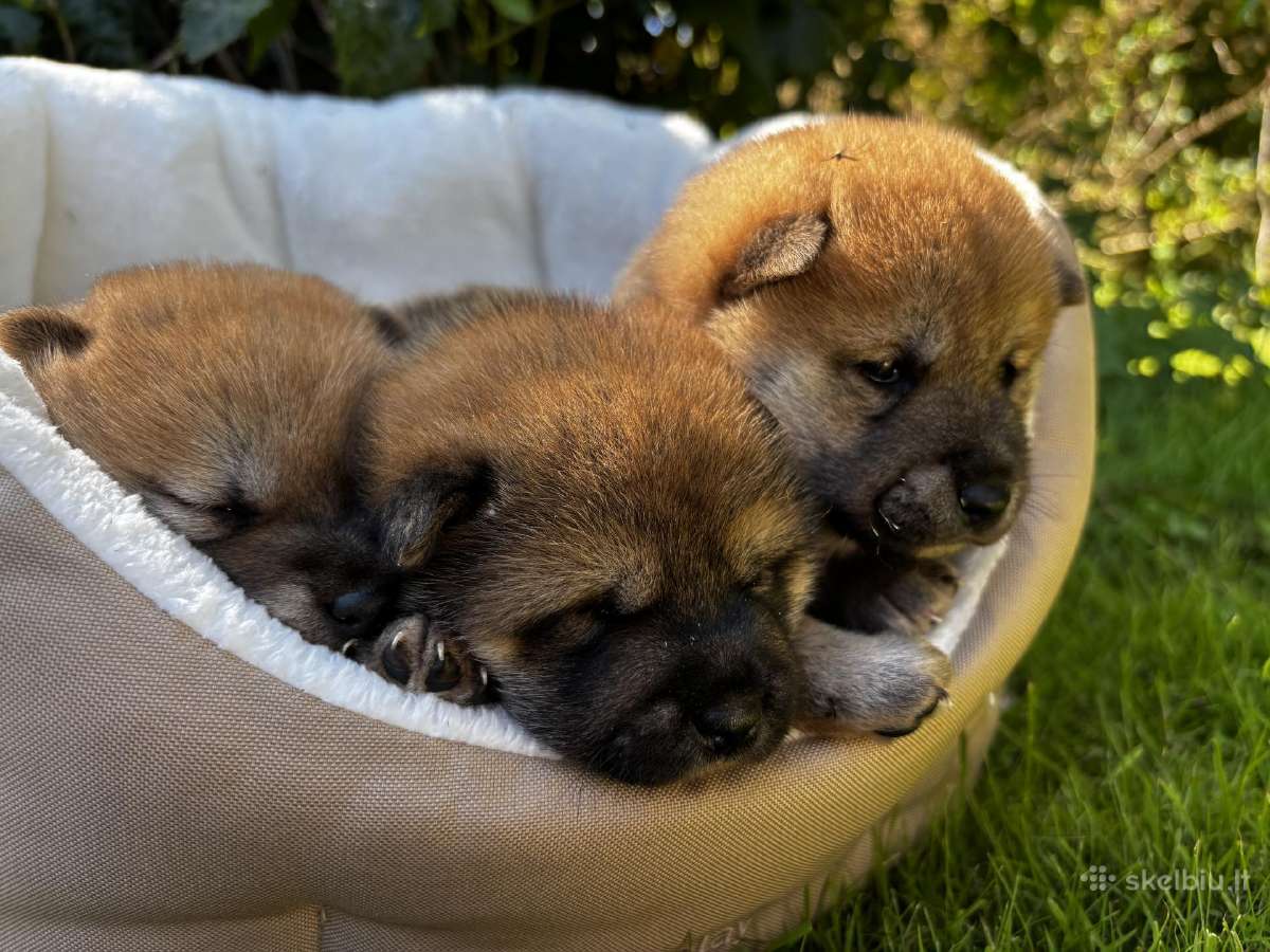 Shiba - nuotraukos Nr. 3