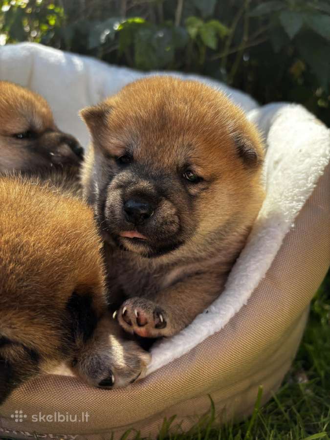 Shiba - nuotraukos Nr. 4