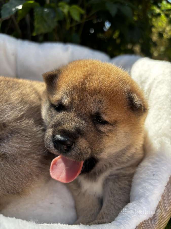 Shiba - nuotraukos Nr. 3