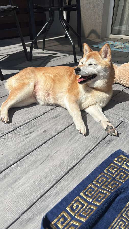 Shiba - nuotraukos Nr. 5