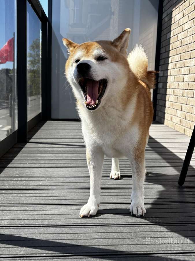 Shiba - nuotraukos Nr. 6