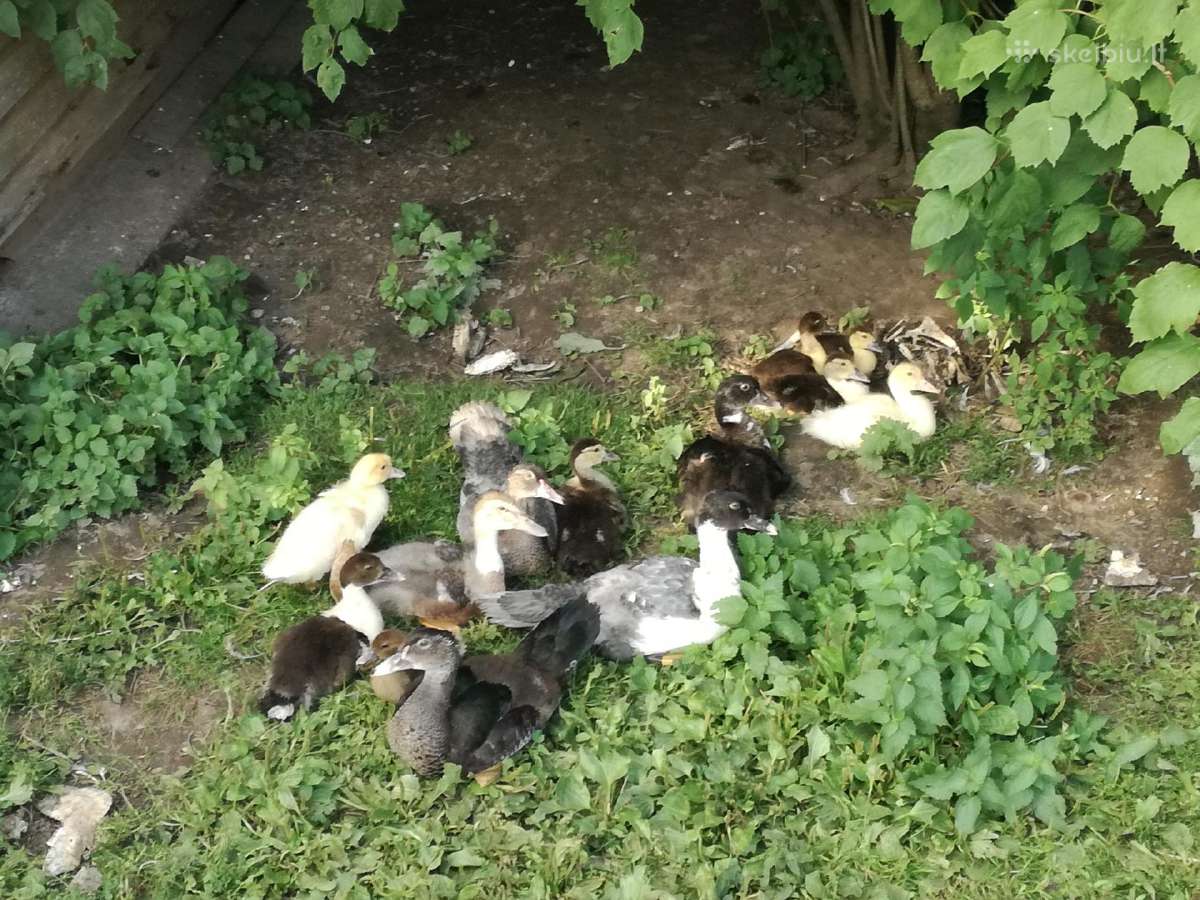 Muskusiniai ir bėgikai ančiukai iš Širvintų raj. - nuotraukos Nr. 7