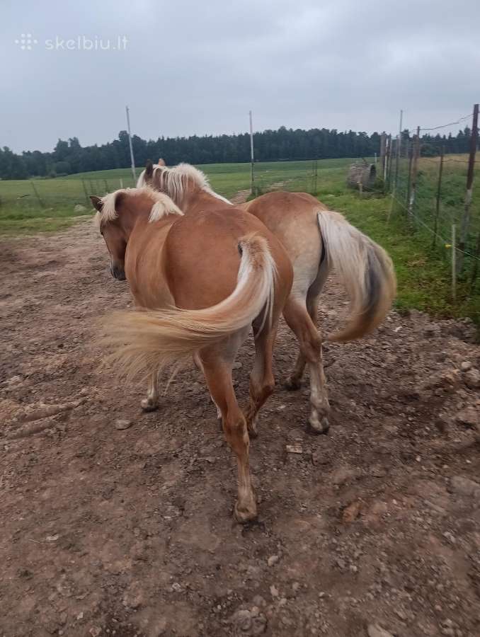 Lietuvos Sunkiųjų veislės arkliai - nuotraukos Nr. 2