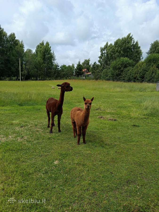 Parduodu alpaką - nuotraukos Nr. 4