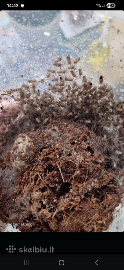 Tarantuliukai Lasiocyano sazimai, L1-l2 - nuotraukos Nr. 2
