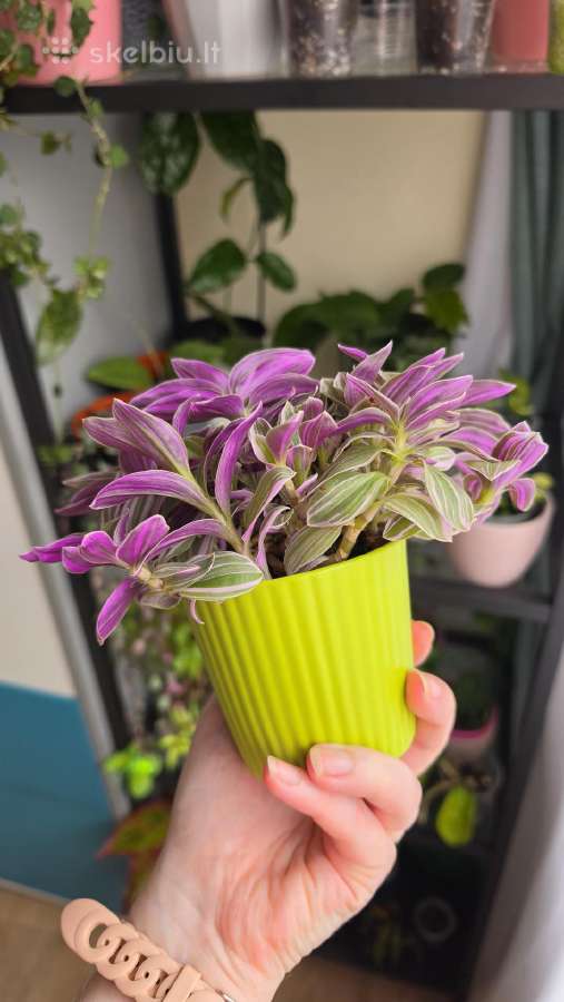 Tradescantia fluminensis sweetness - nuotraukos Nr. 2