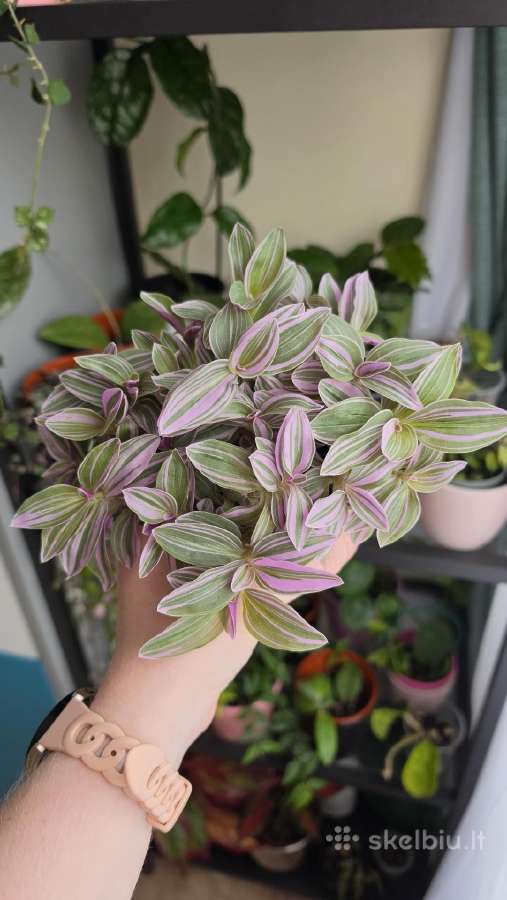 Tradescantia fluminensis sweetness - nuotraukos Nr. 3