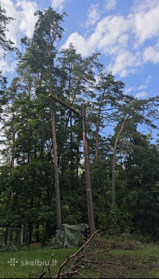 Pavojingų ir išvirtusių medžių pjovimas – greitai - nuotraukos Nr. 2