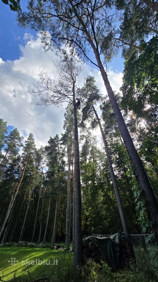 Pavojingų ir išvirtusių medžių pjovimas – greitai - nuotraukos Nr. 4