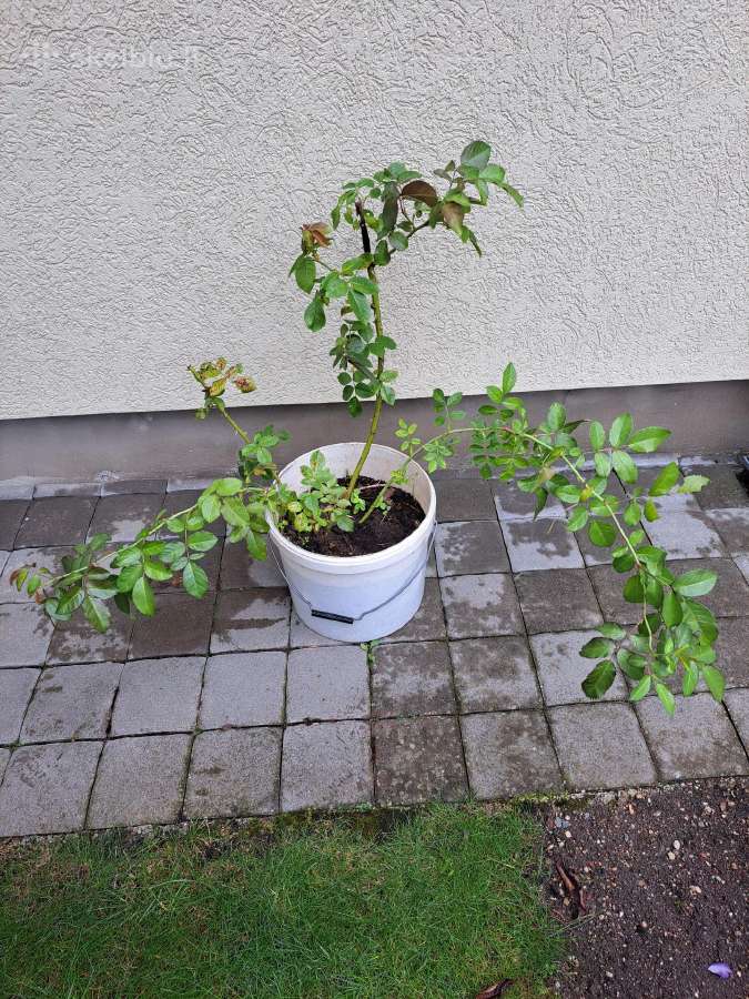 Rožės - nuotraukos Nr. 4