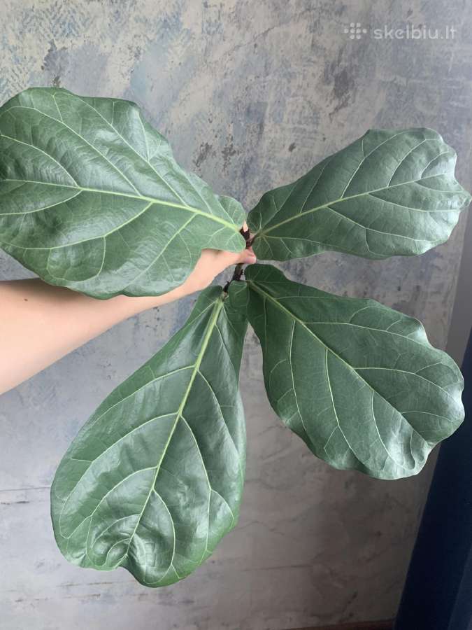 Lyralapis fikusas - nuotraukos Nr. 5