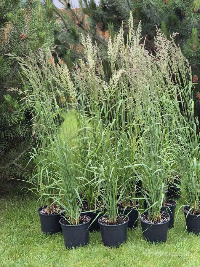 Varpiniai augalai,daugiametės gėlės (4-5l vazonai) - nuotraukos Nr. 3