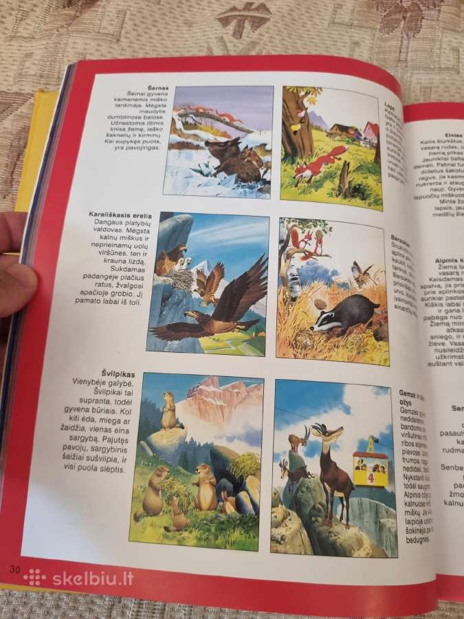 Apie Pasaulio žvėris ir paukščius - nuotraukos Nr. 5