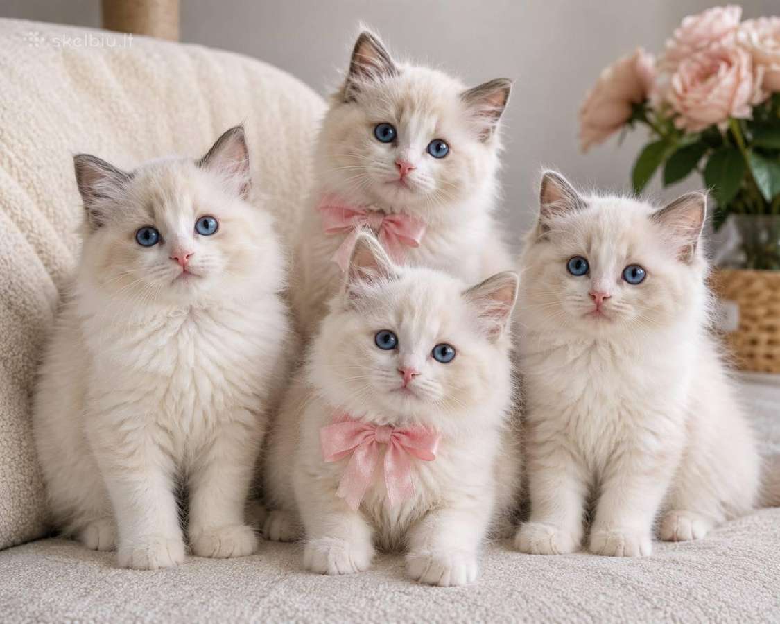 Ragdoll kačiukai (Skudurinės lėlės) Regdolai - nuotraukos Nr. 2