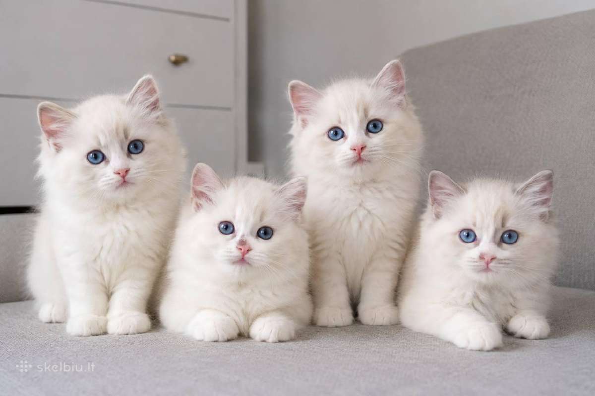 Ragdoll kačiukai (Skudurinės lėlės) Regdolai - nuotraukos Nr. 3