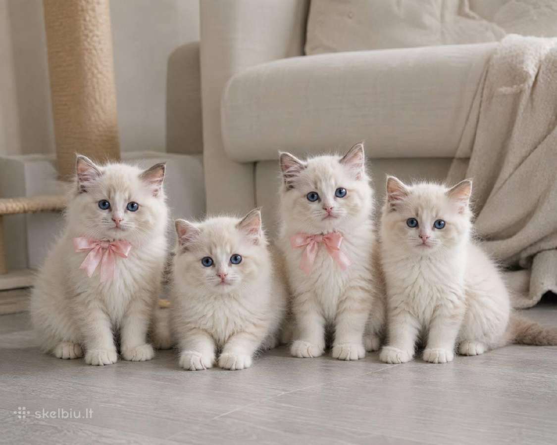 Ragdoll kačiukai (Skudurinės lėlės) Regdolai - nuotraukos Nr. 4