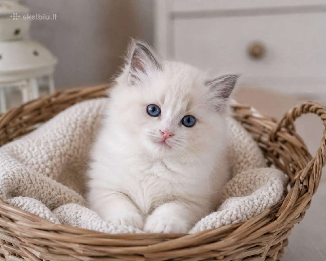Ragdoll kačiukai (Skudurinės lėlės) Regdolai - nuotraukos Nr. 5
