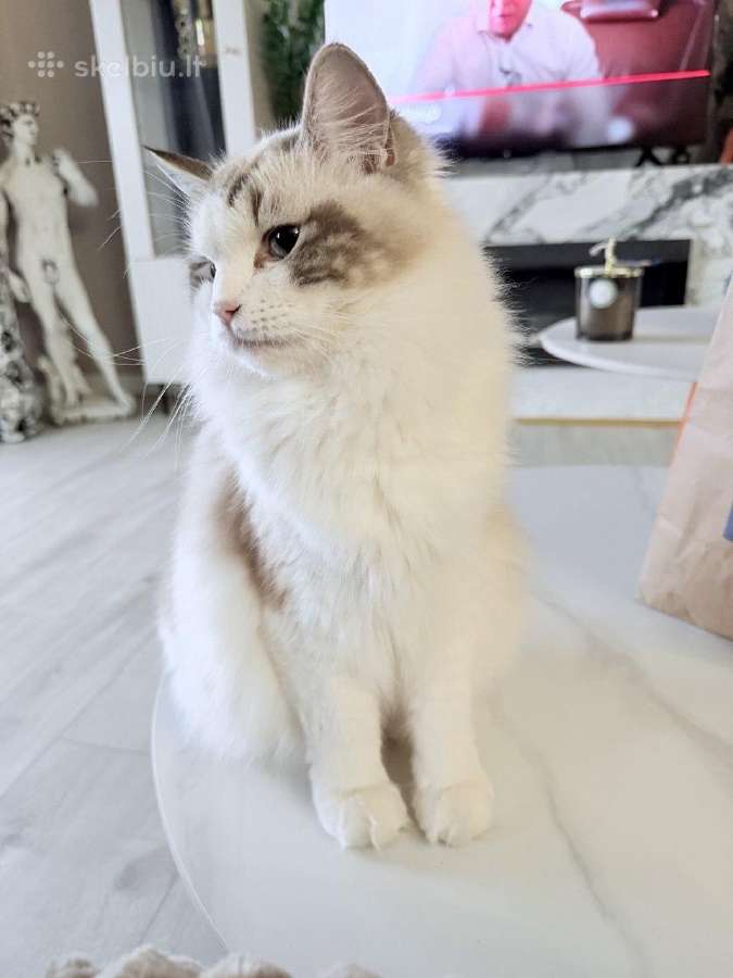 Ragdoll kačiukai (Skudurinės lėlės) Regdolai - nuotraukos Nr. 7