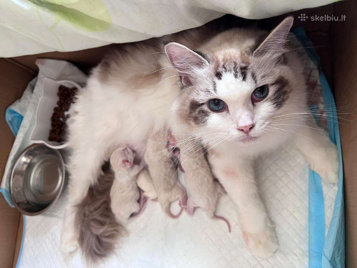 Ragdoll kačiukai (Skudurinės lėlės) Regdolai - nuotraukos Nr. 6