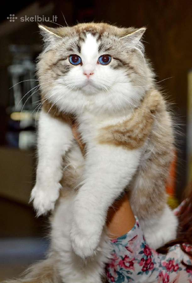 Ragdoll kačiukai (Skudurinės lėlės) Regdolai - nuotraukos Nr. 8