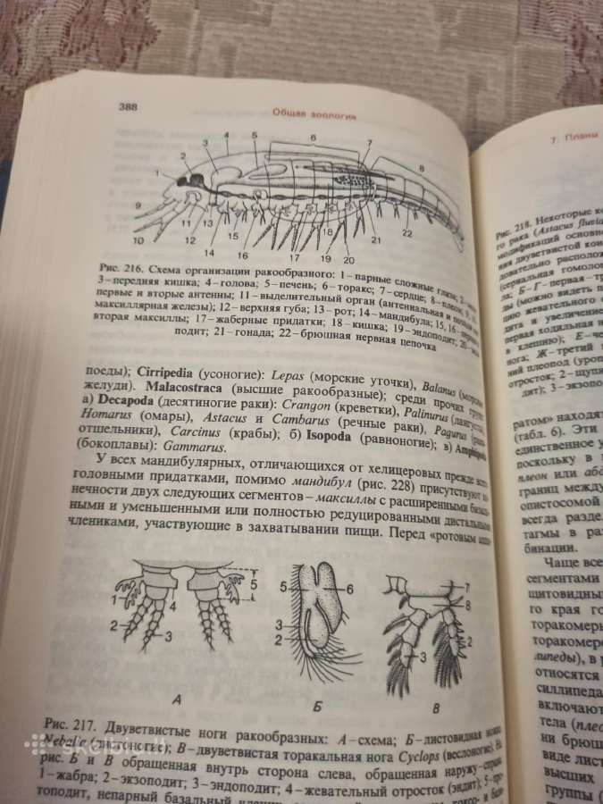Rusų kalba : Общая Зоология - nuotraukos Nr. 9