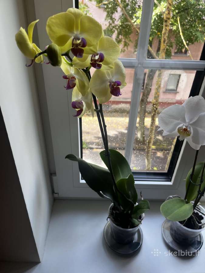 Orchidėjos - nuotraukos Nr. 2