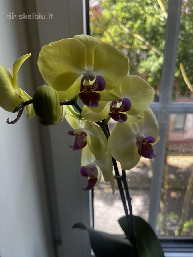 Orchidėjos - nuotraukos Nr. 3
