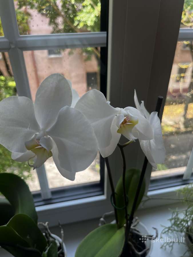 Orchidėjos - nuotraukos Nr. 4