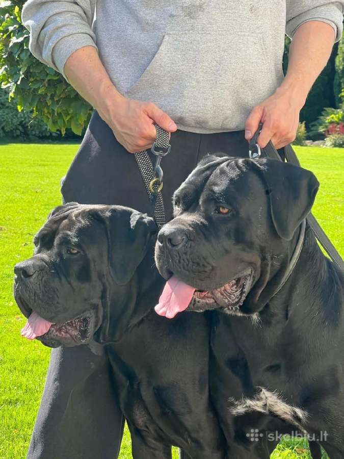 Cane corso veislės šuniukai su kilmės dokumentais - nuotraukos Nr. 8