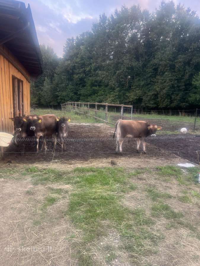 Parduodamų Džersiu buliukai - nuotraukos Nr. 3