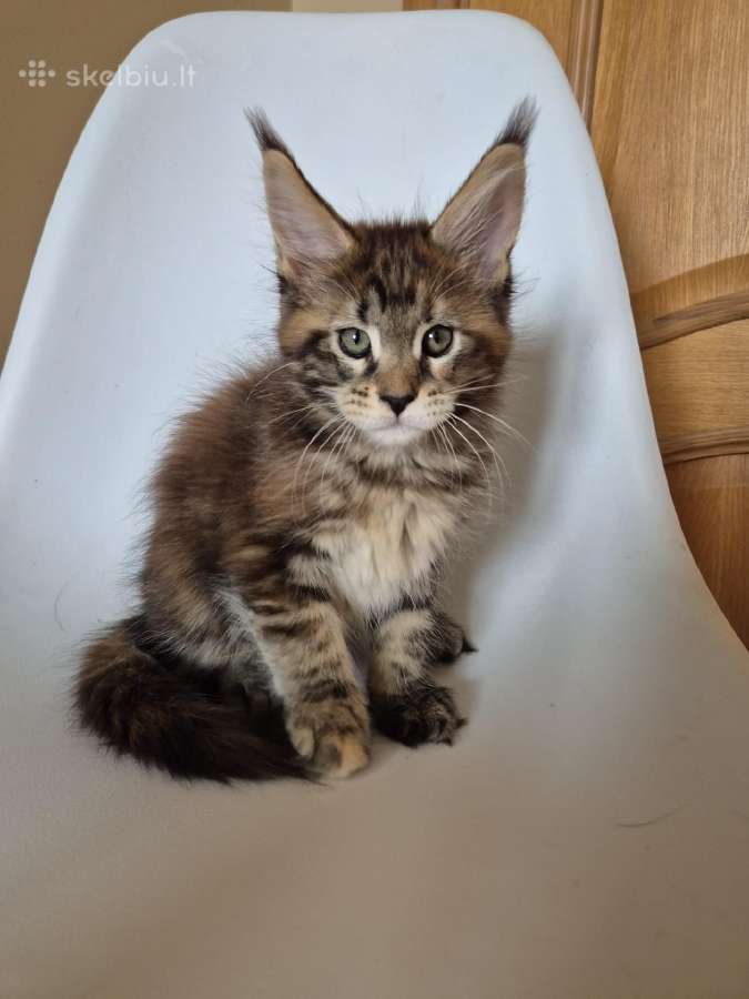 Mainecoon female - nuotraukos Nr. 2