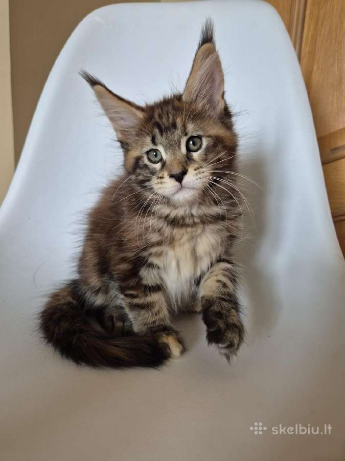 Mainecoon female - nuotraukos Nr. 3