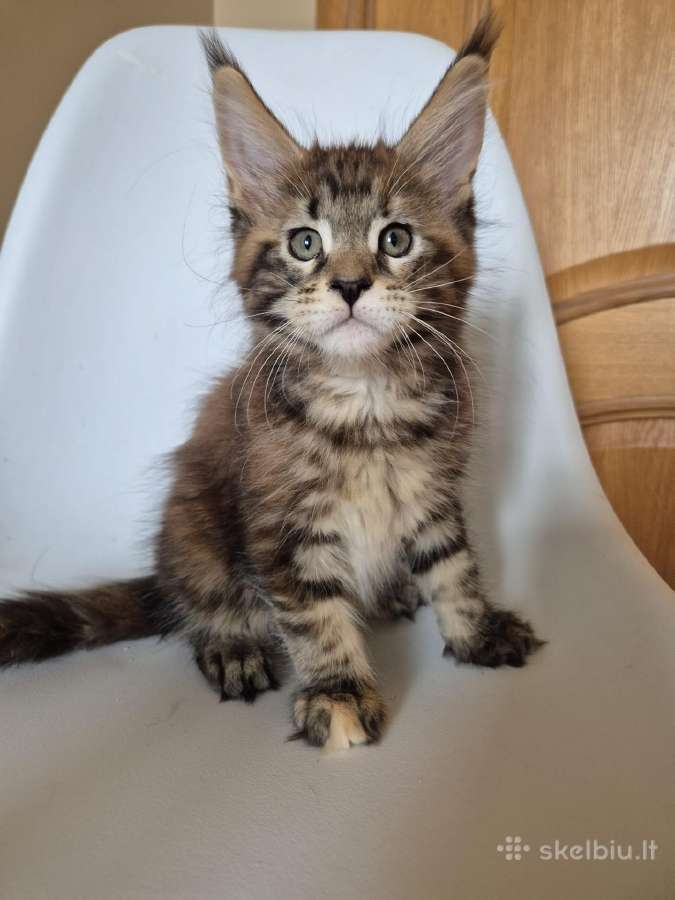 Mainecoon female - nuotraukos Nr. 4