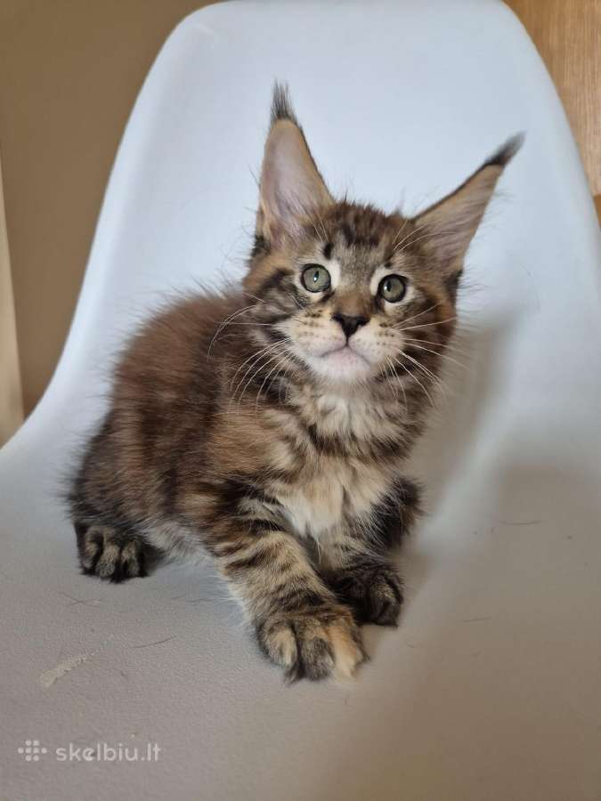 Mainecoon female - nuotraukos Nr. 5