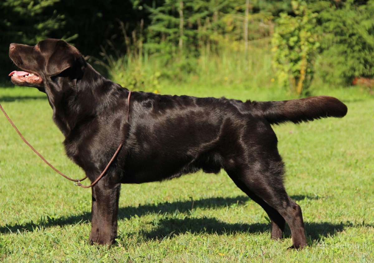 Labradoro retriveris reproduktorius - nuotraukos Nr. 2