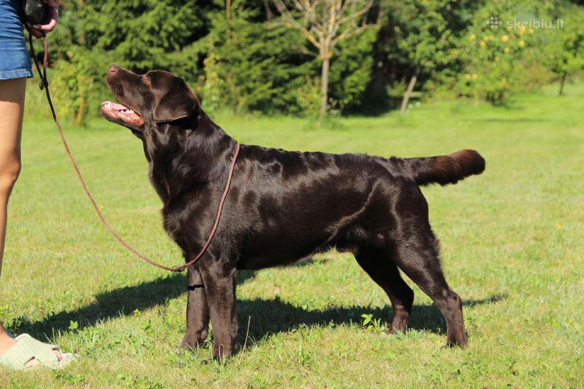 Labradoro retriveris reproduktorius - nuotraukos Nr. 4