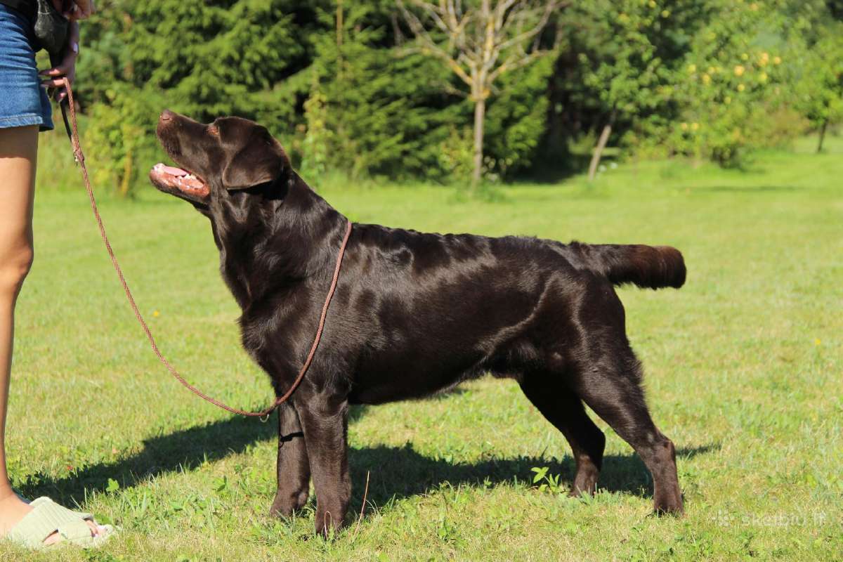 Labradoro retriveris reproduktorius - nuotraukos Nr. 5