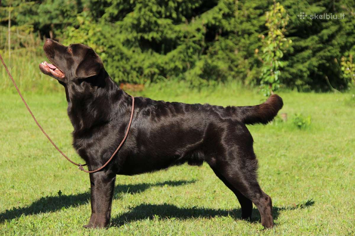 Labradoro retriveris reproduktorius - nuotraukos Nr. 7