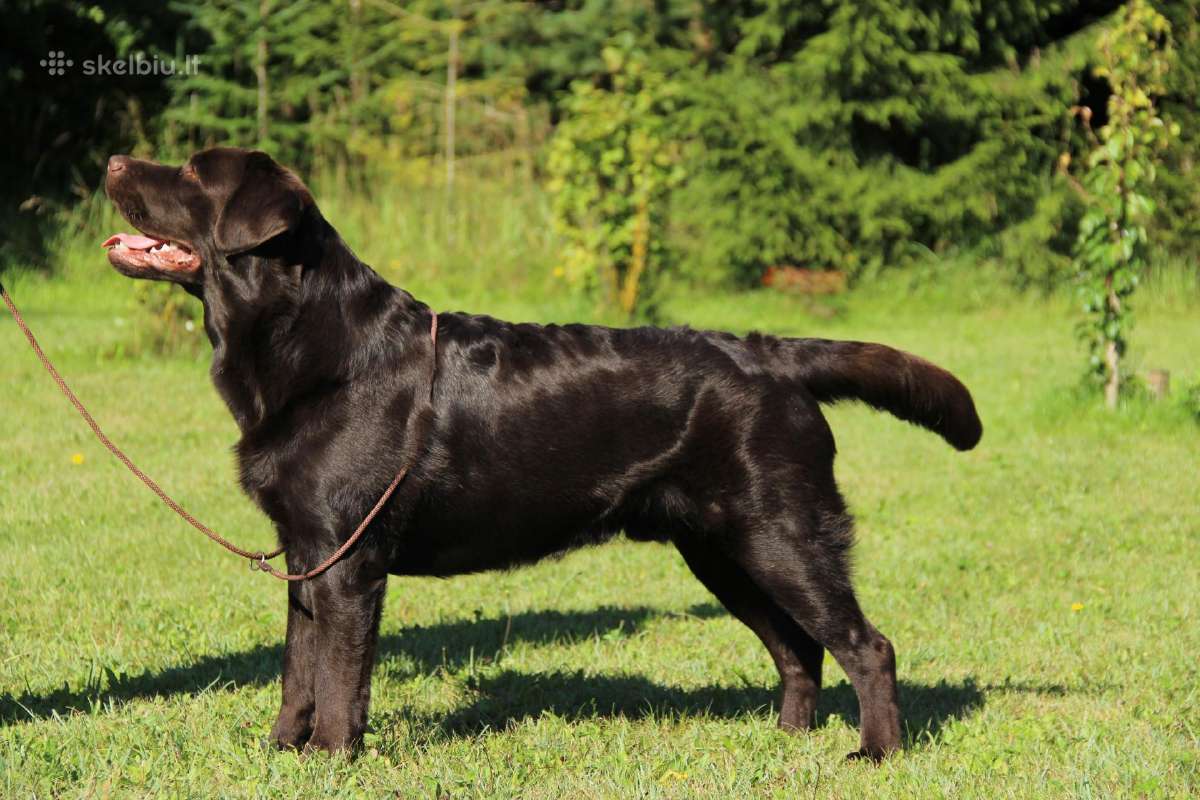 Labradoro retriveris reproduktorius - nuotraukos Nr. 8