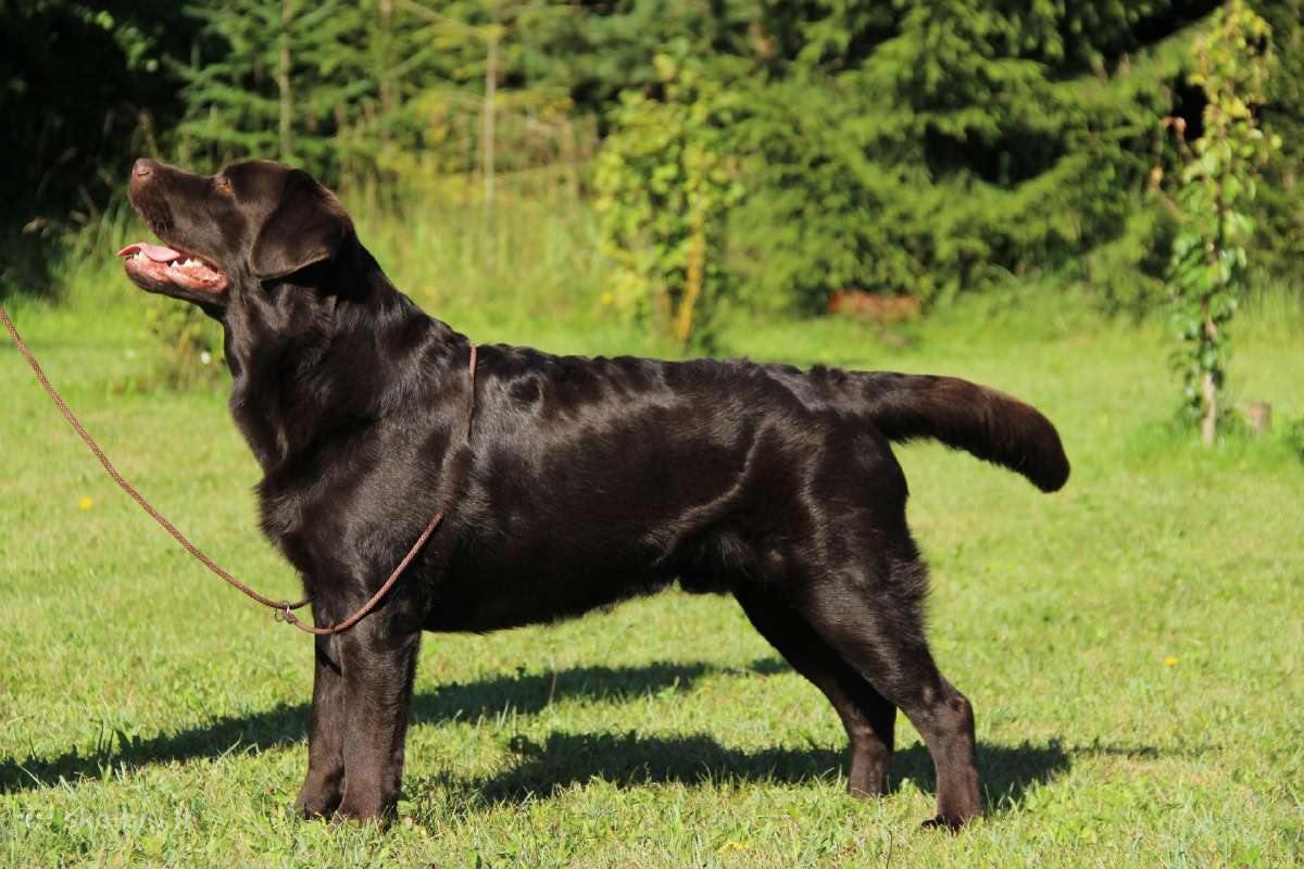 Labradoro retriveris reproduktorius - nuotraukos Nr. 9
