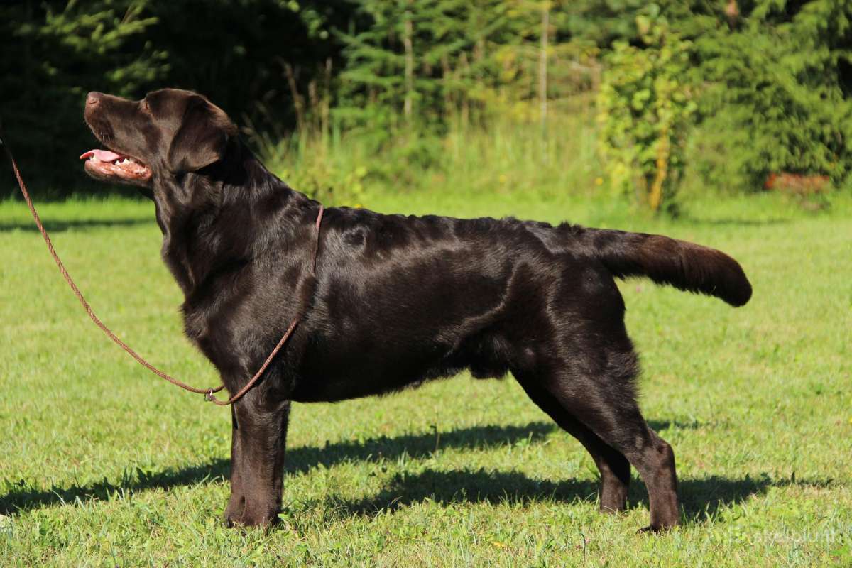 Labradoro retriveris reproduktorius - nuotraukos Nr. 10